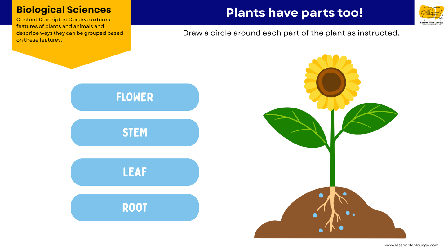 FREE Worksheets - Biological Sciences - External Features Plants and Animals - Education - Kindergarten