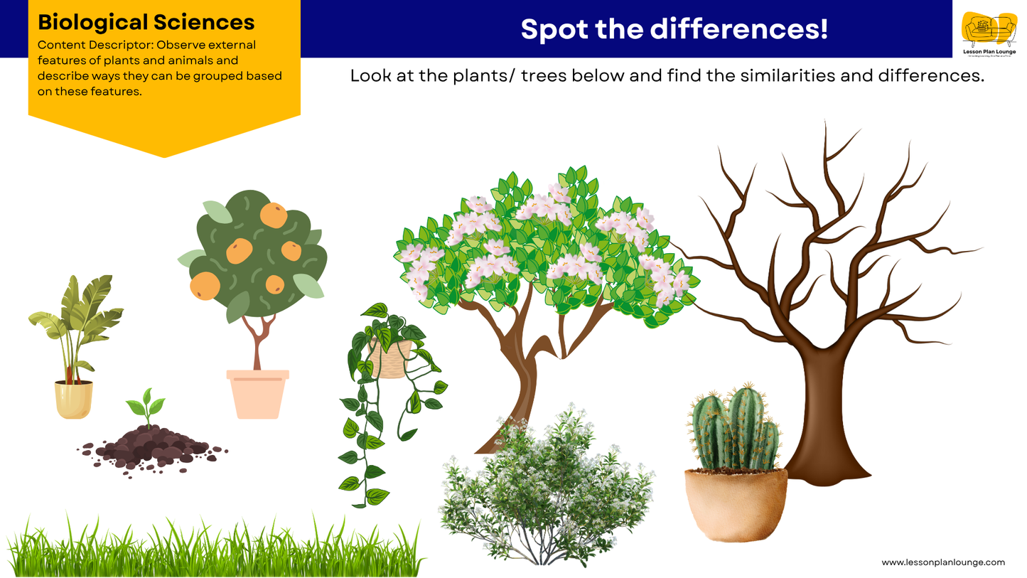 FREE Worksheets - Biological Sciences - External Features Plants and Animals - Education - Kindergarten