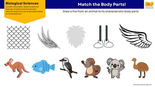 FREE Worksheets - Biological Sciences - External Features Plants and Animals - Education - Kindergarten