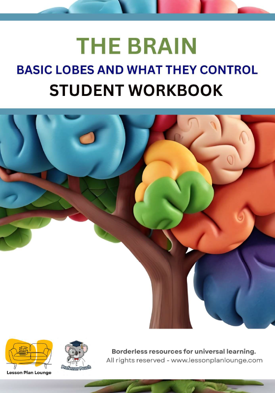 Biological Sciences - The Brain Basic Lobes and what they Control - Year/ Grade 5-8